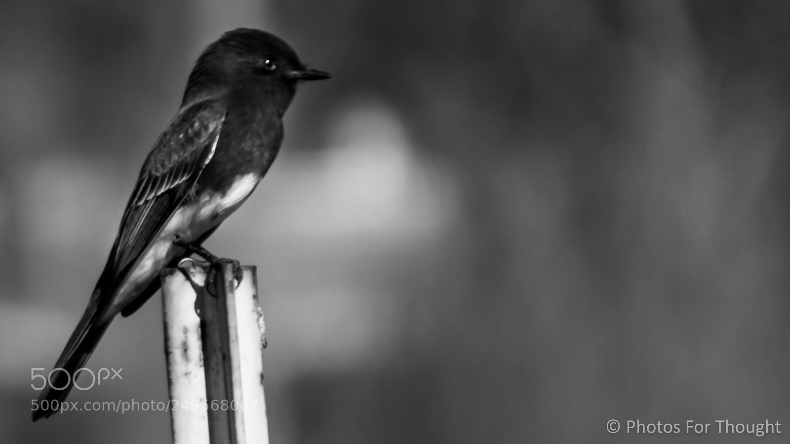 Sony Alpha NEX-5R sample photo. Catcher photography