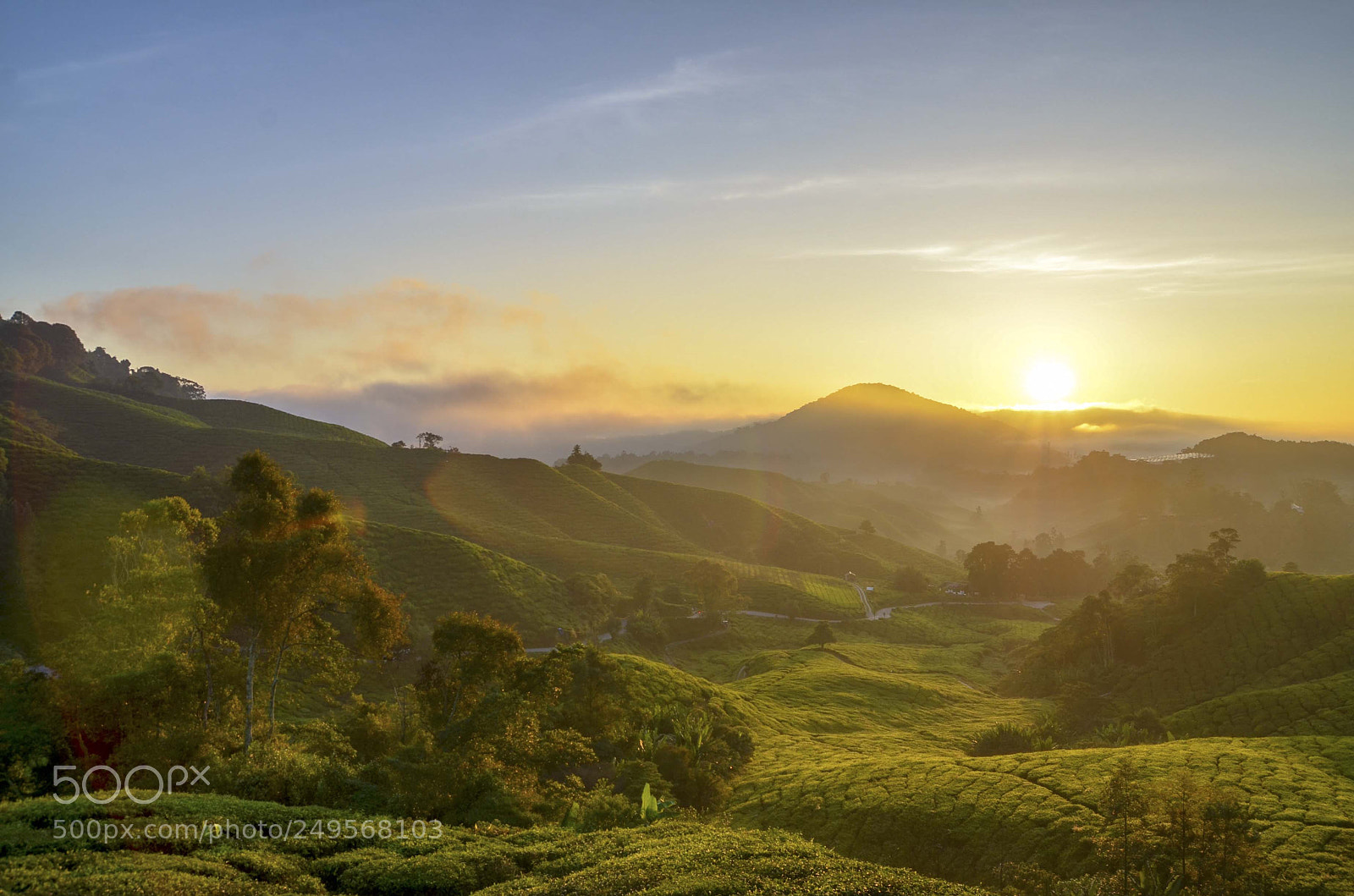 Nikon D7000 sample photo. Morning at tea farm photography