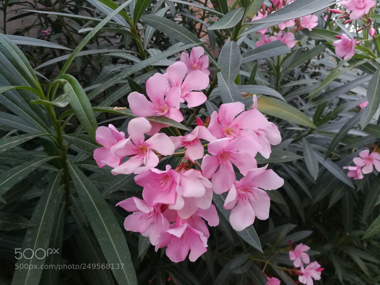 HUAWEI honor 6x sample photo. Flowers zandu photography