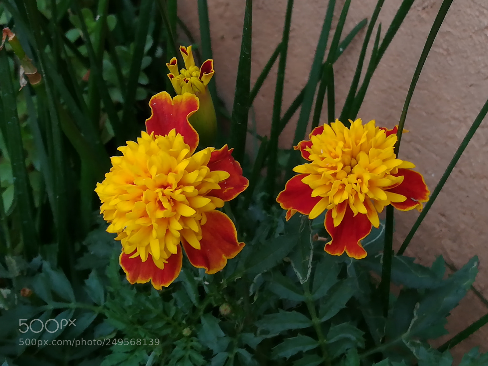 HUAWEI honor 6x sample photo. Flowers zandu photography