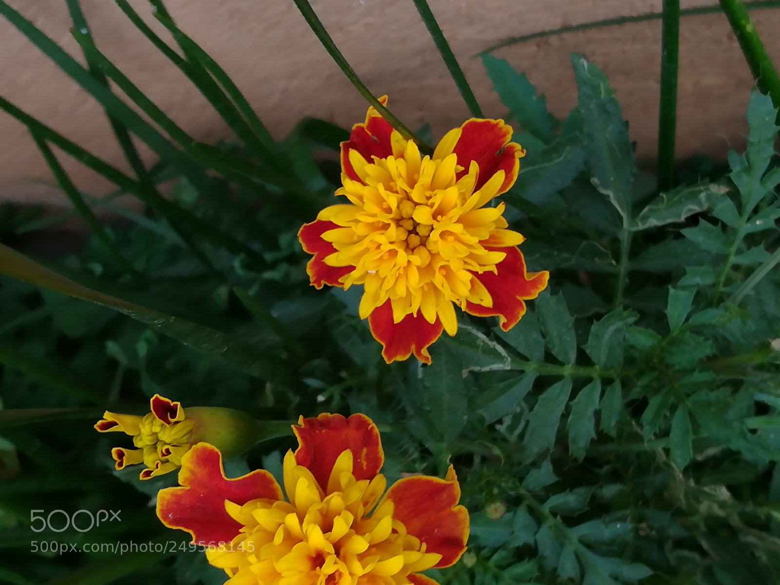HUAWEI honor 6x sample photo. Flowers zandu photography