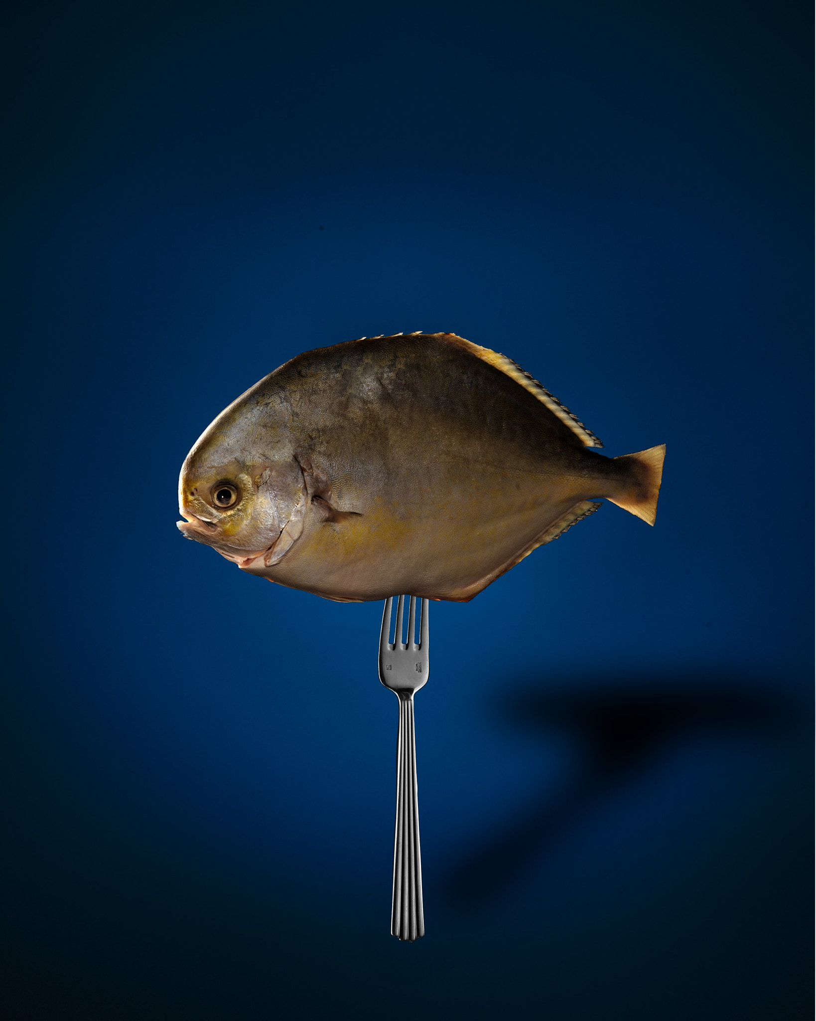 ZEISS Milvus 100mm F2 Macro sample photo. Fish on fork photography