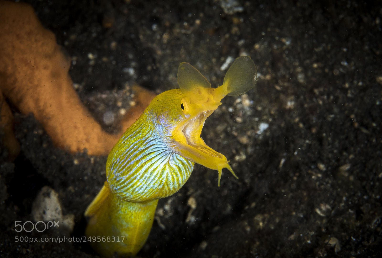 Canon EOS 5D Mark IV sample photo. Ribbon eel female photography