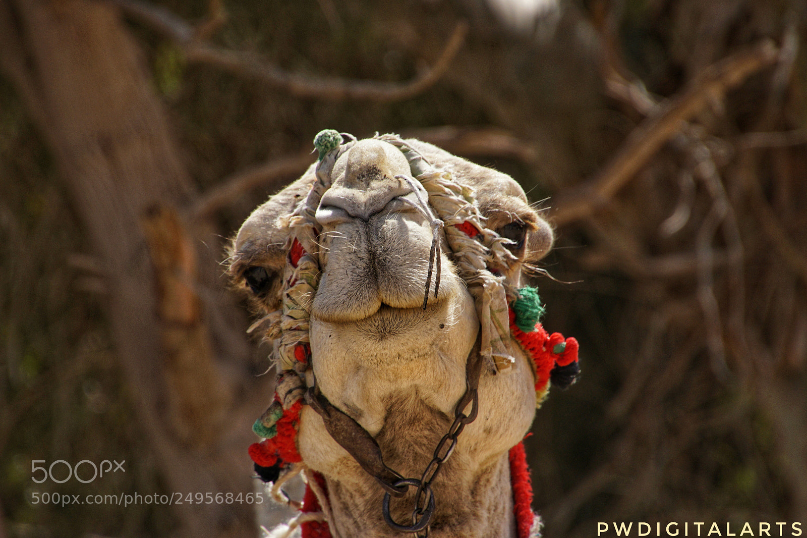 Sony a6000 sample photo. Camel 1 photography