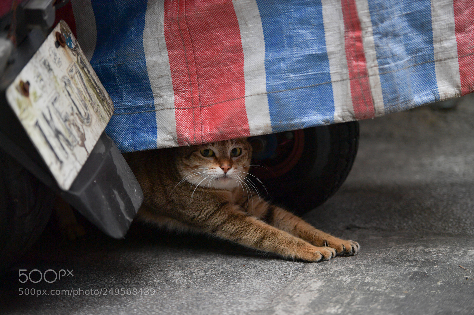Nikon D5 sample photo. Cat  貓 photography