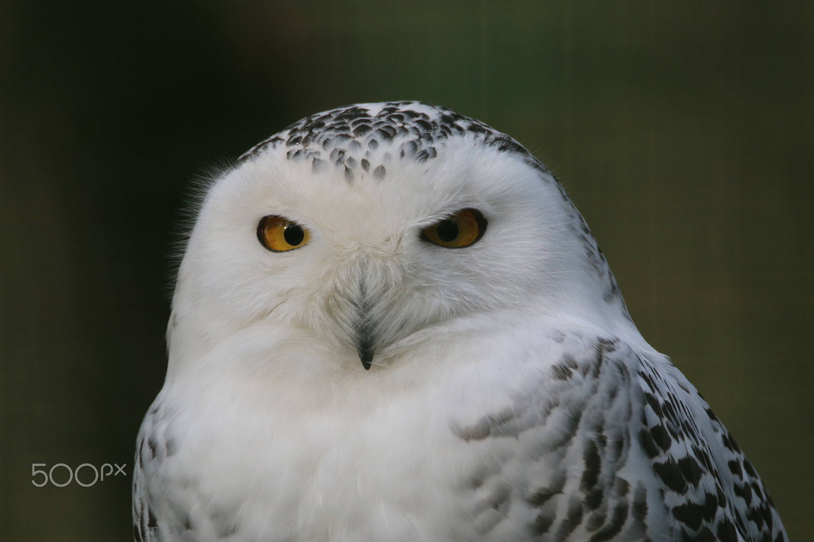Sigma 150-600mm F5-6.3 DG OS HSM | C sample photo. Evil look photography