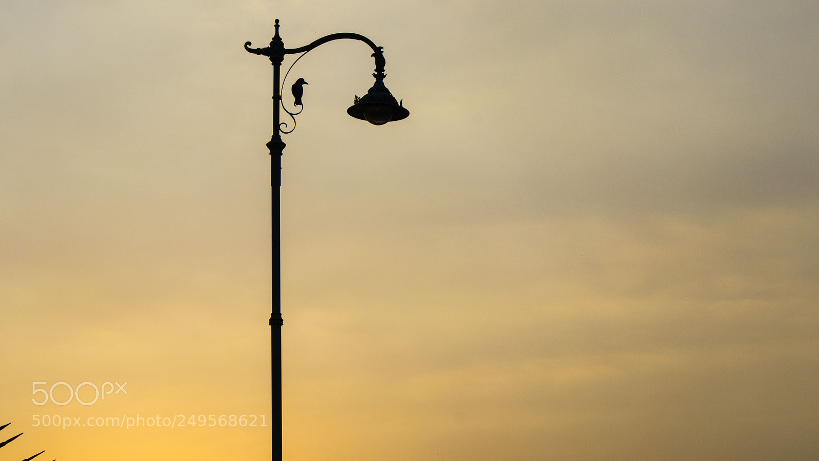 Canon EOS 80D sample photo. Bird photography