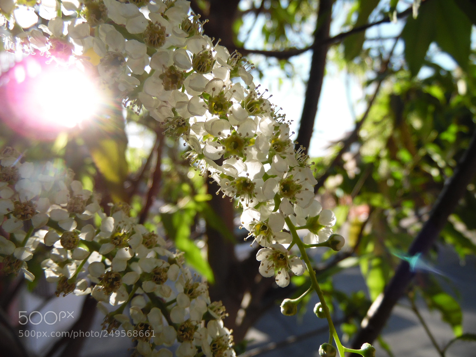 Samsung WB1100F/WB1101F/WB1102F sample photo. Fleeting and sempiternal photography