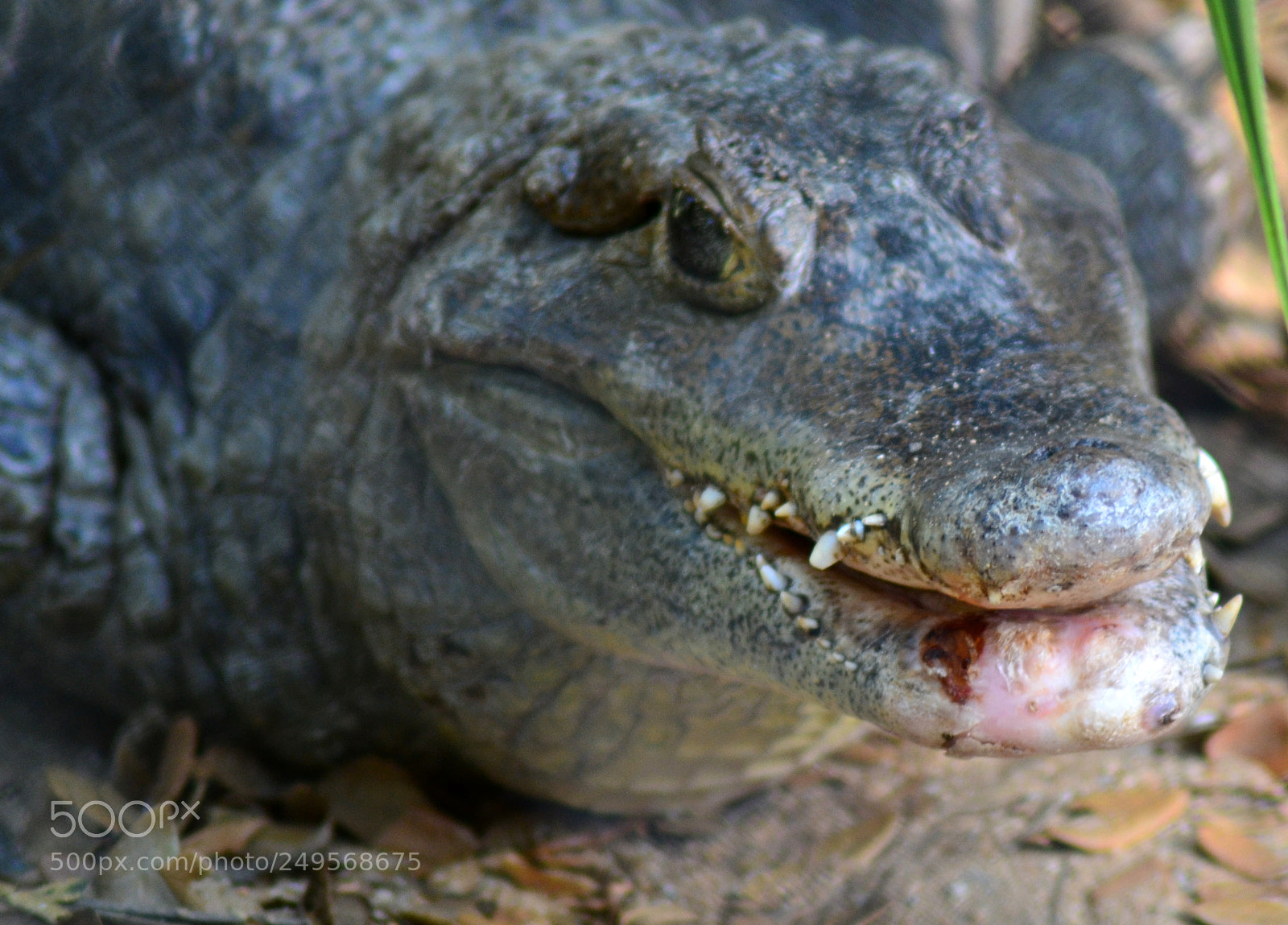 Nikon D3100 sample photo. Wisdom tooth photography