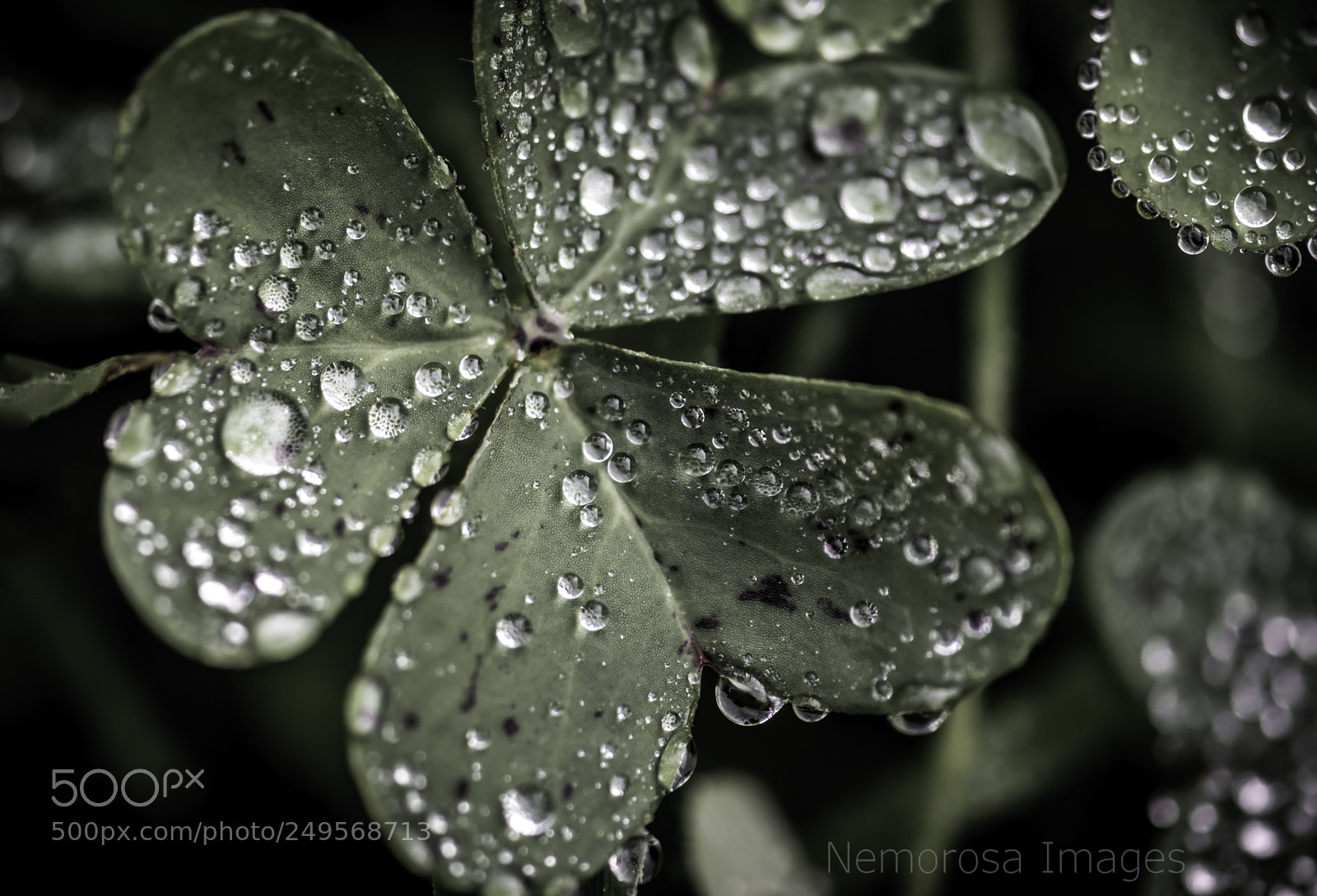 Nikon D5500 sample photo. *** photography