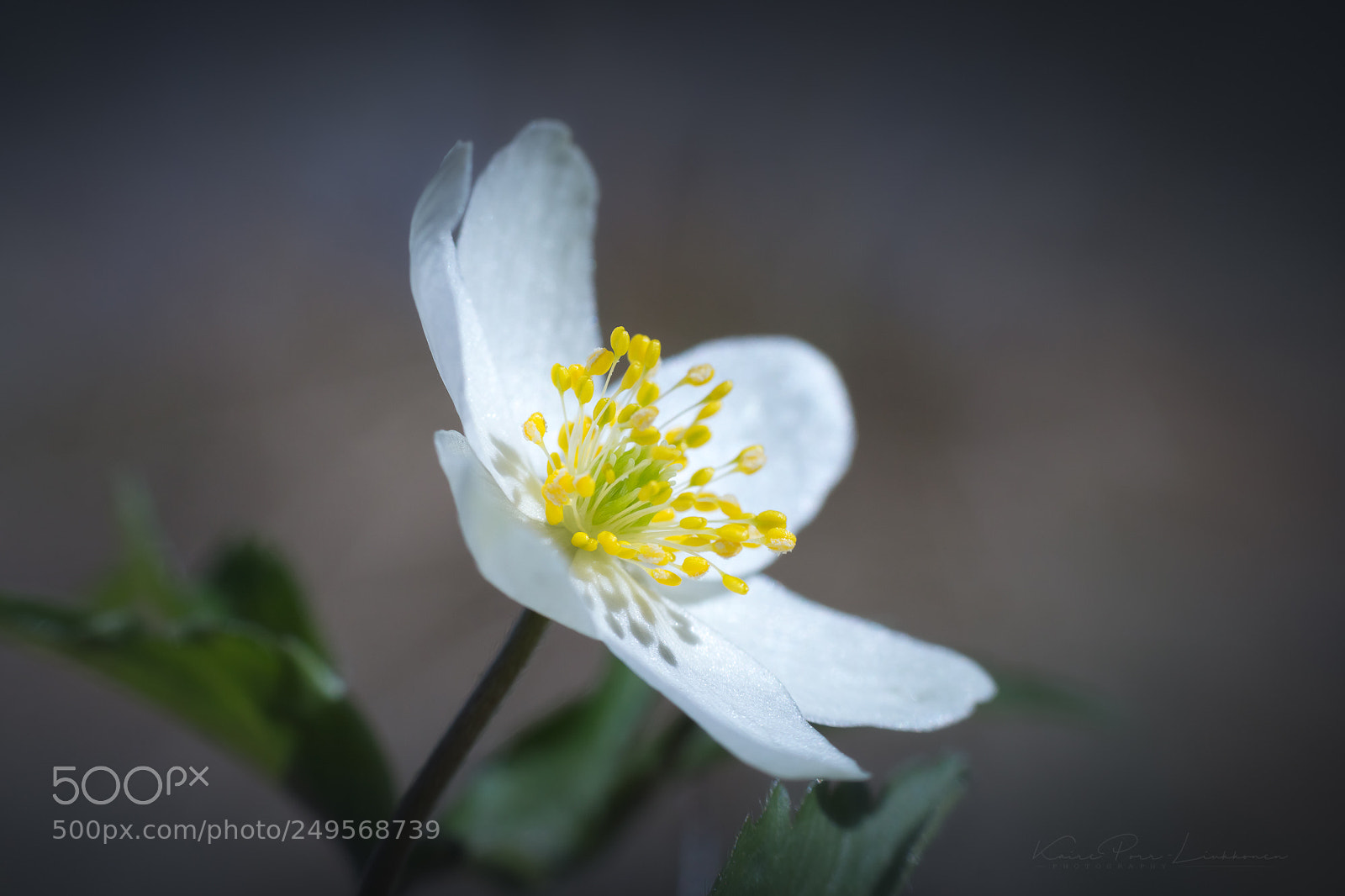 Sony SLT-A77 sample photo. White anemone photography