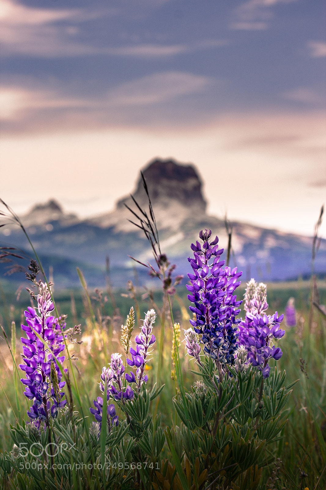 Canon EOS 600D (Rebel EOS T3i / EOS Kiss X5) sample photo. Lupine mountain photography