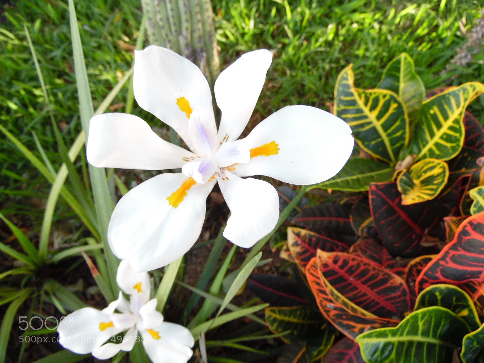 Samsung WB1100F/WB1101F/WB1102F sample photo. Always strong photography
