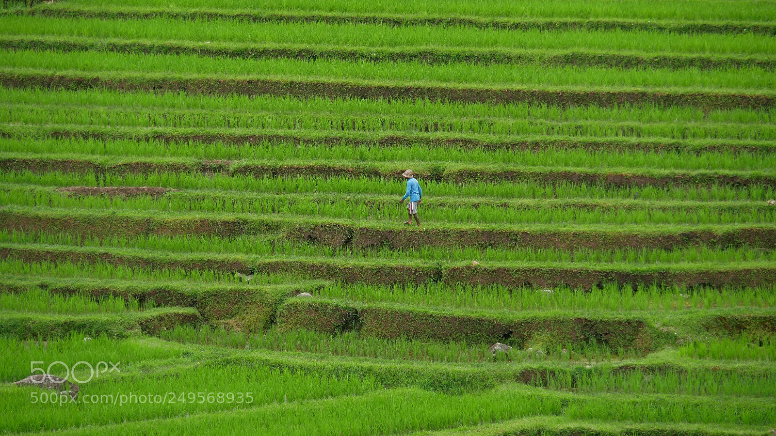 Panasonic Lumix DMC-G85 (Lumix DMC-G80) sample photo. Jatiluwih rice terraces in photography