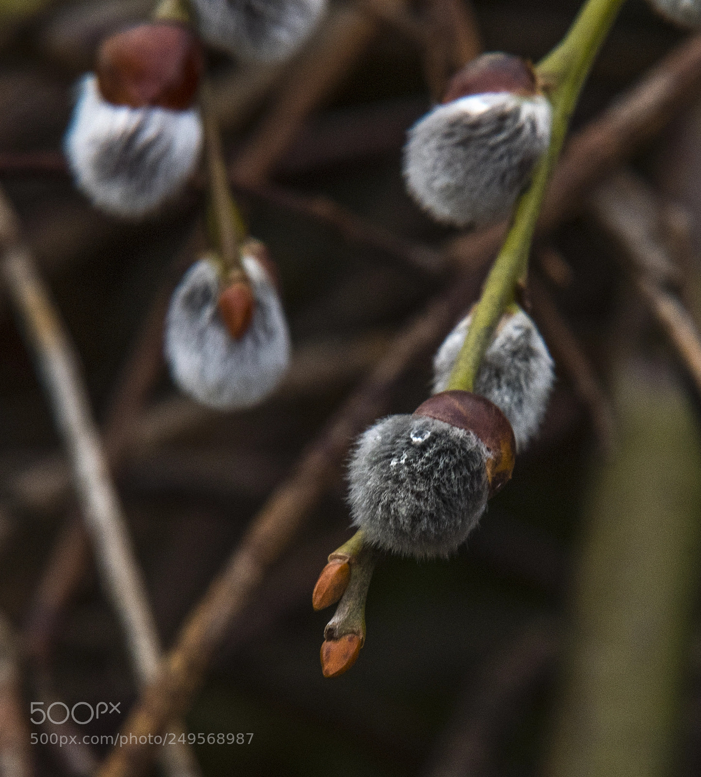 Nikon D500 sample photo. Willow catkin photography