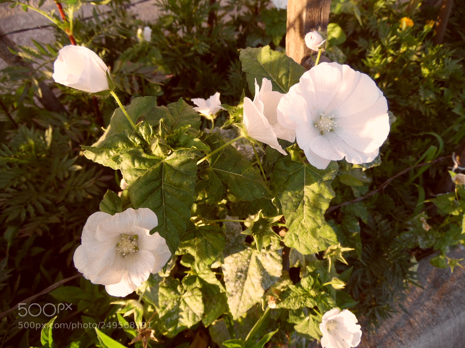 Samsung WB1100F/WB1101F/WB1102F sample photo. Just being... photography