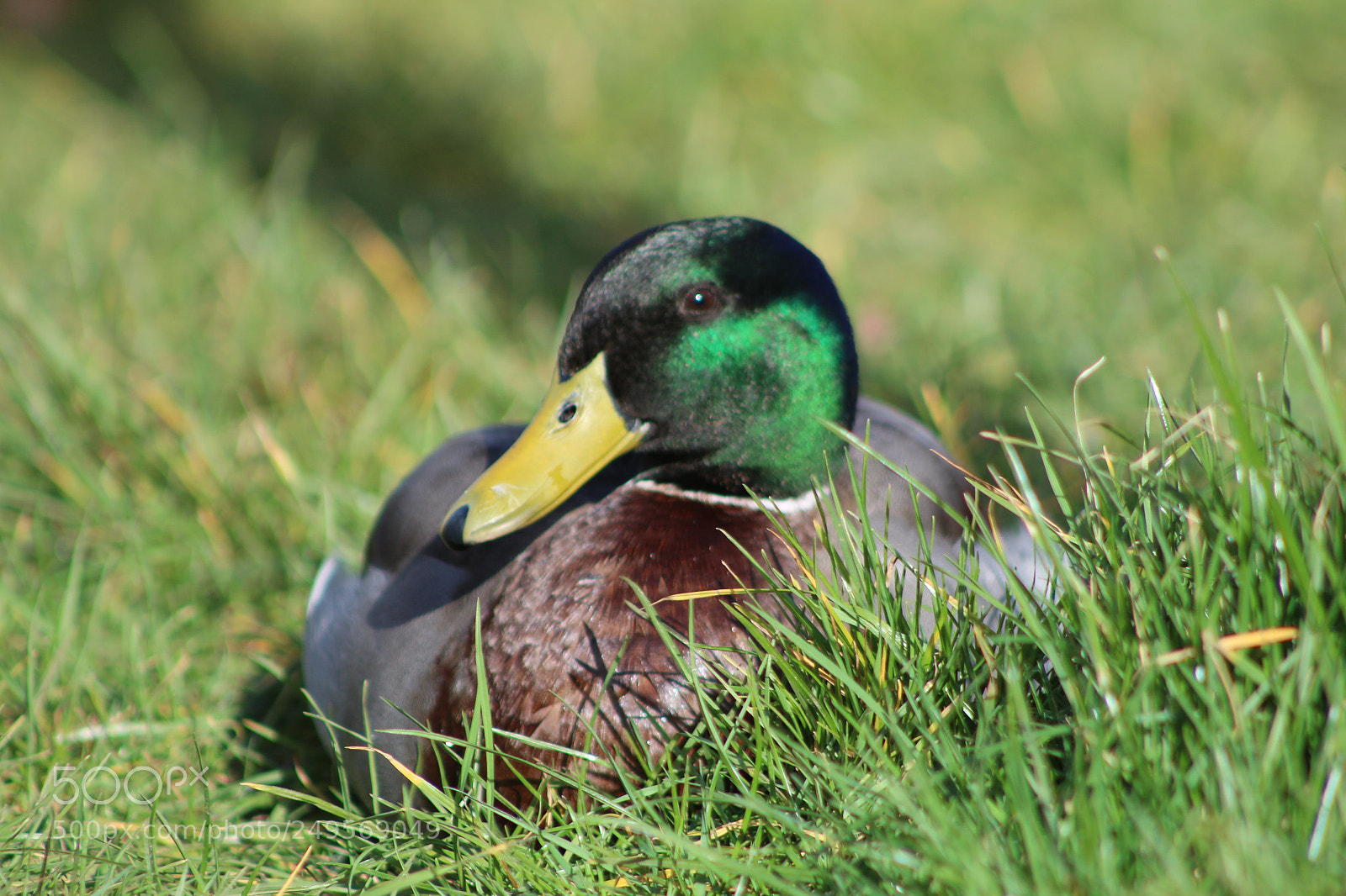 Canon EF 75-300mm f/4-5.6 sample photo. Untitled photography