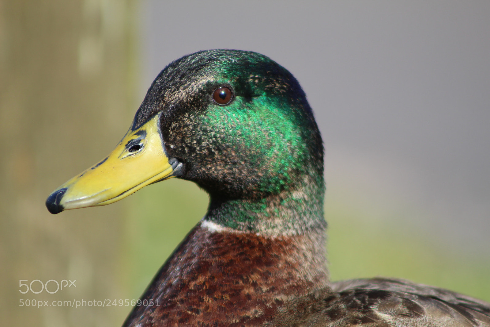 Canon EF 75-300mm f/4-5.6 sample photo. Img photography