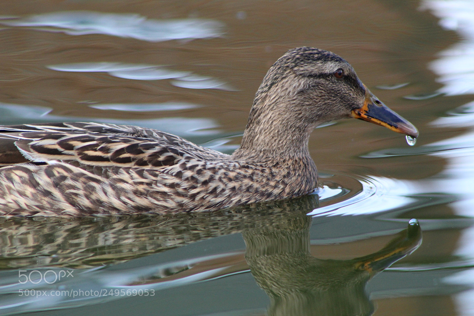 Canon EF 75-300mm f/4-5.6 sample photo. Img photography