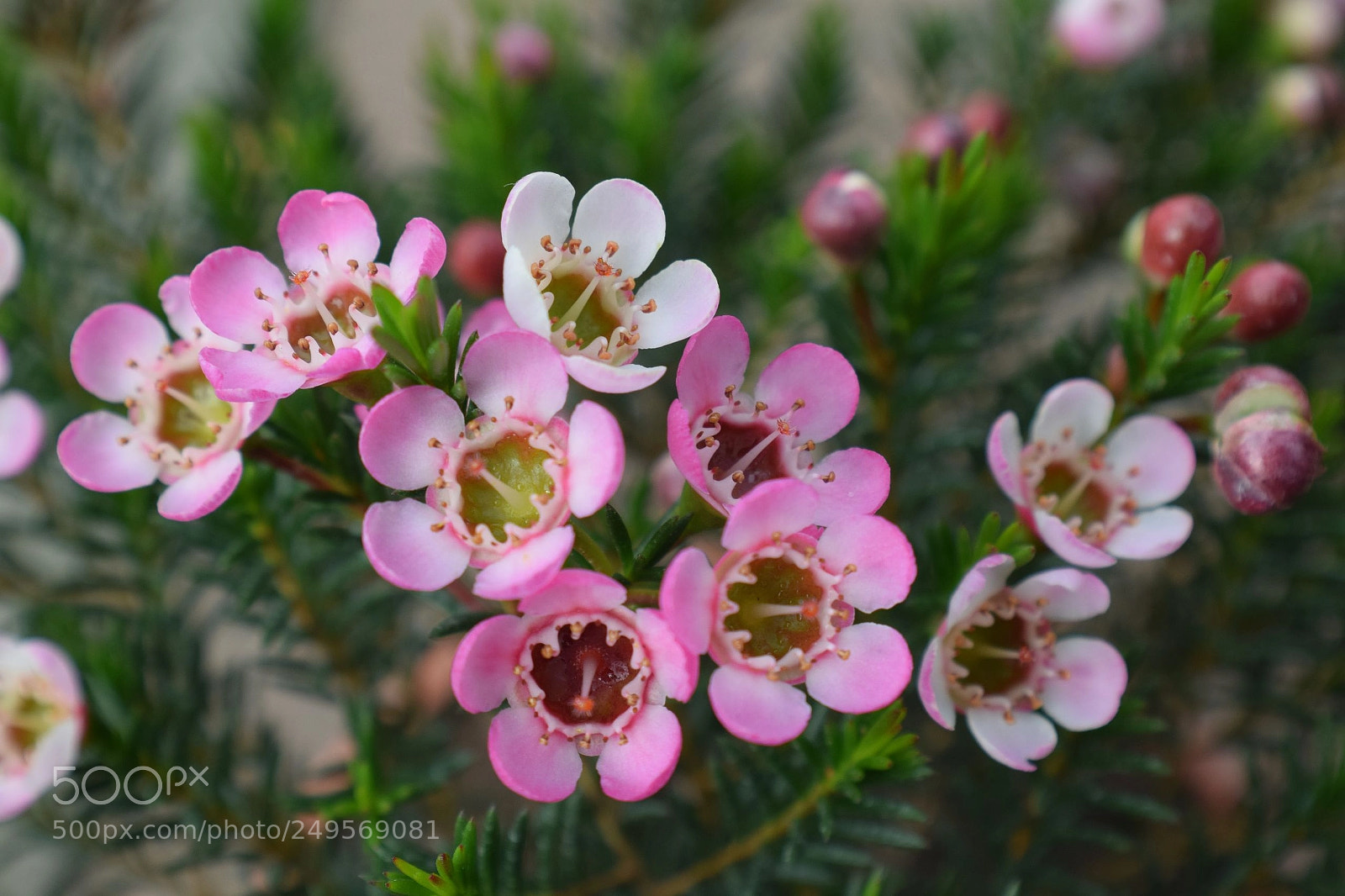 Nikon D3300 sample photo. Wax flower photography