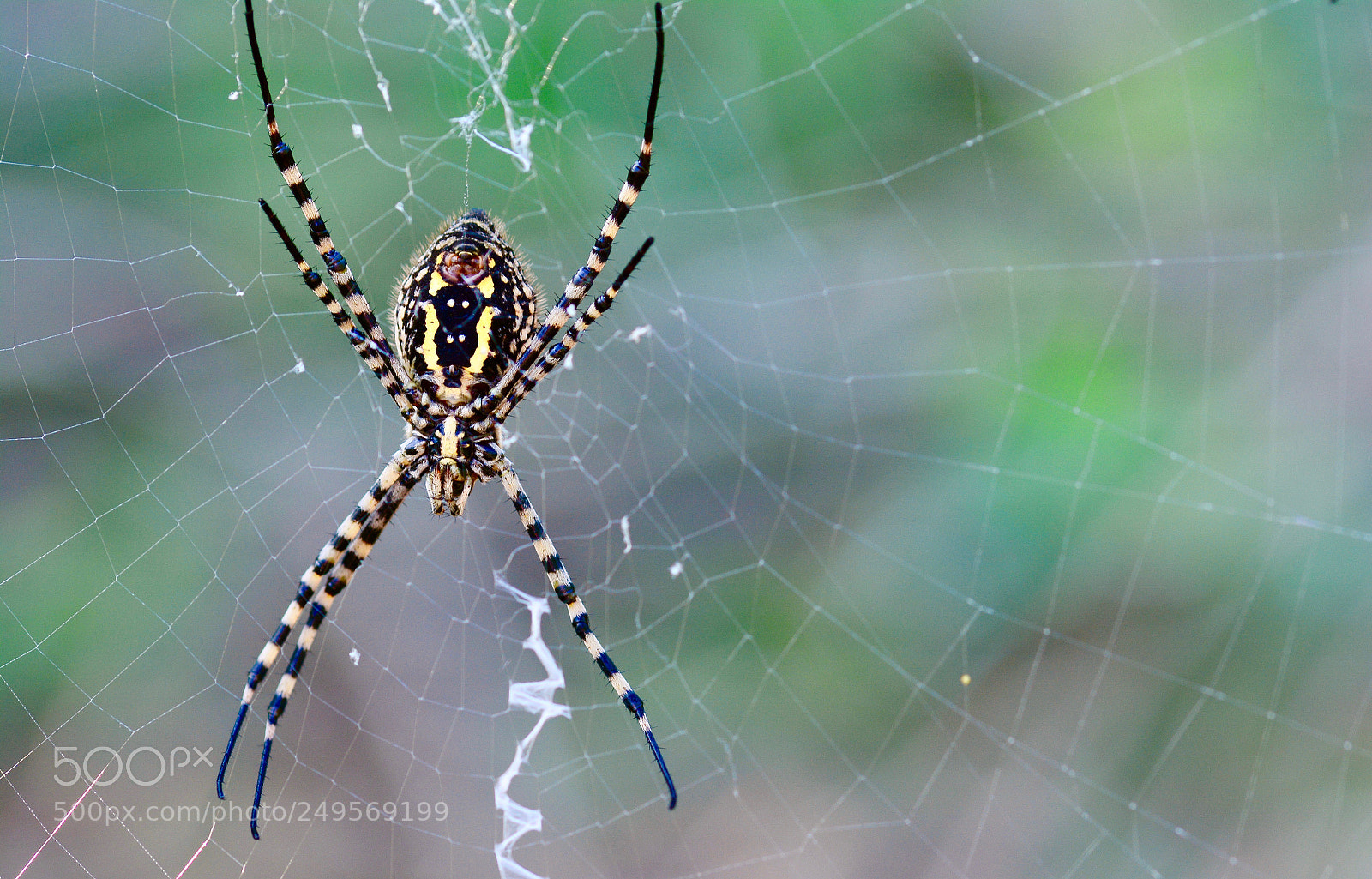 Nikon D7100 sample photo. Spider photography