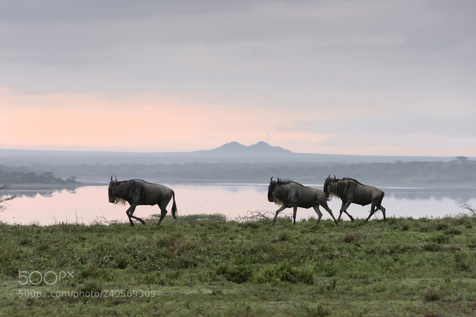 Nikon D810 sample photo. Migrating at sunrise photography