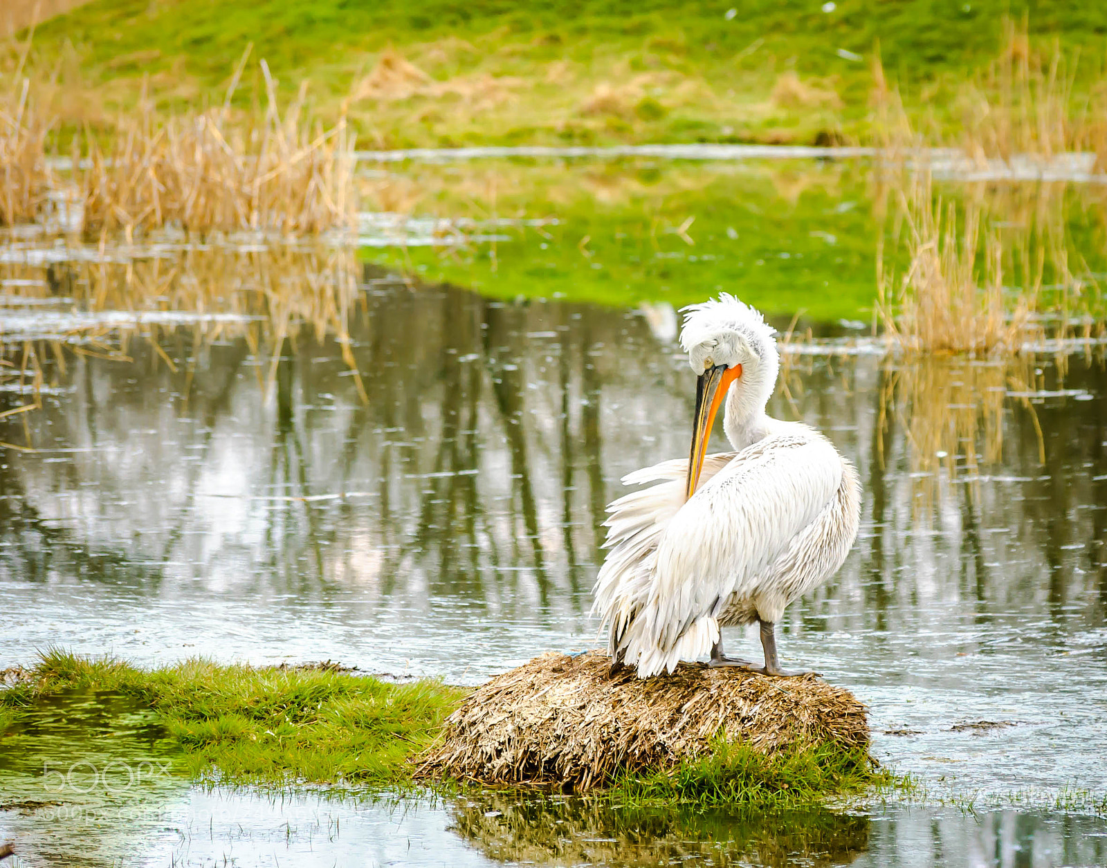 Nikon D40 sample photo. Dalmatian pelican photography