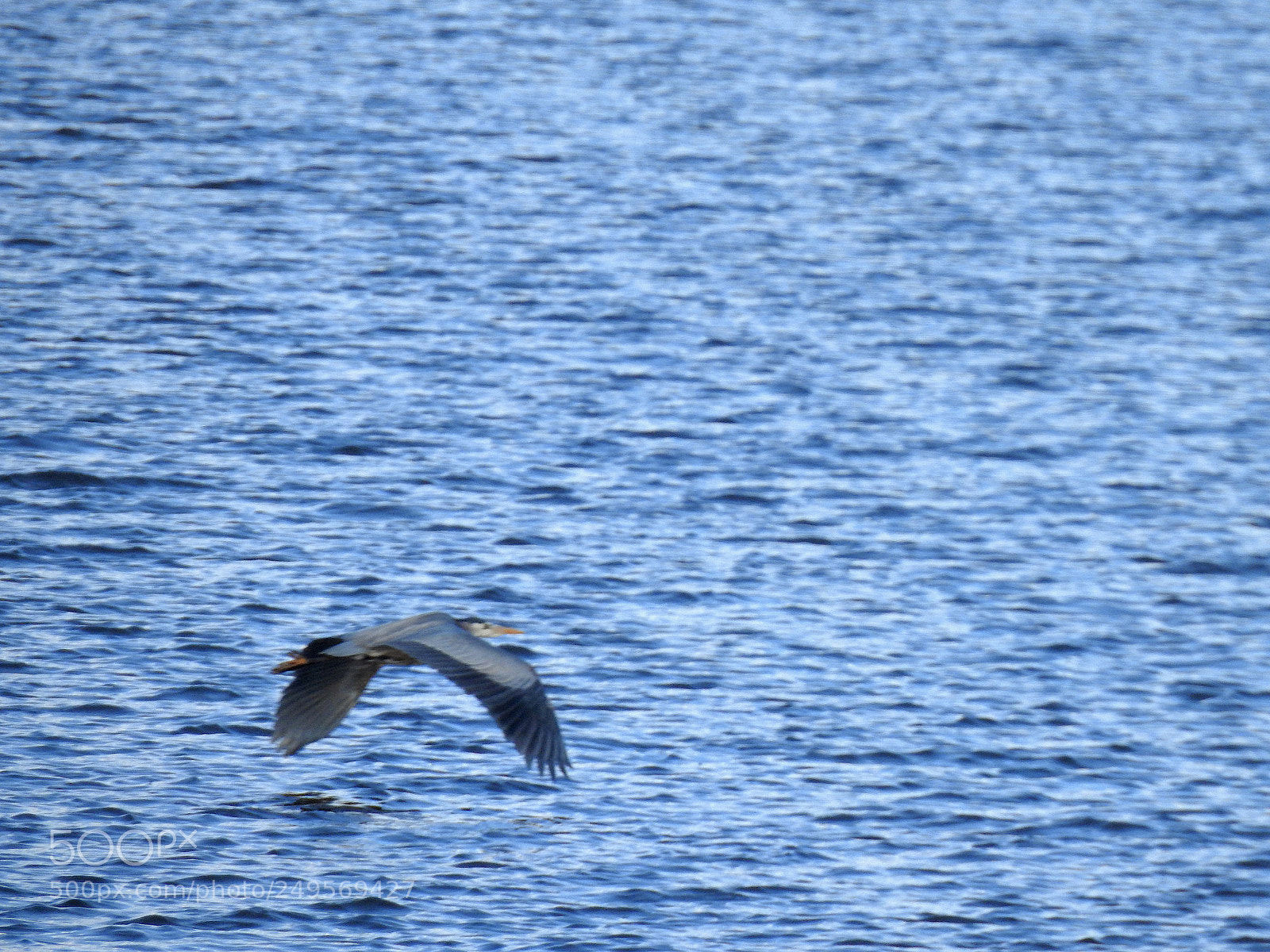 Nikon Coolpix P900 sample photo. Heron photography