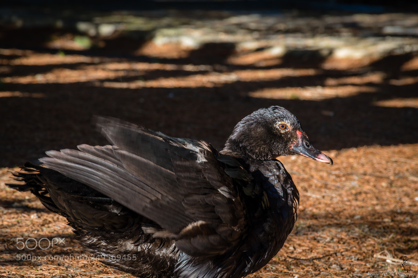 Nikon D5500 sample photo. Black duck photography
