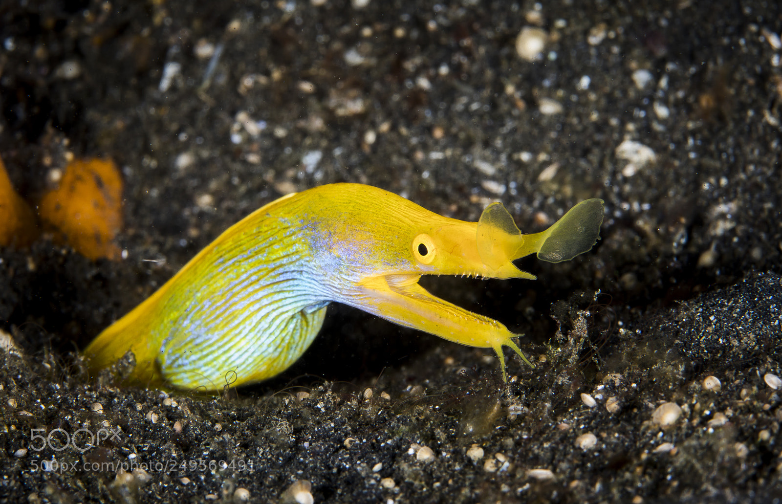 Canon EOS 5D Mark IV sample photo. Ribbon eel female photography