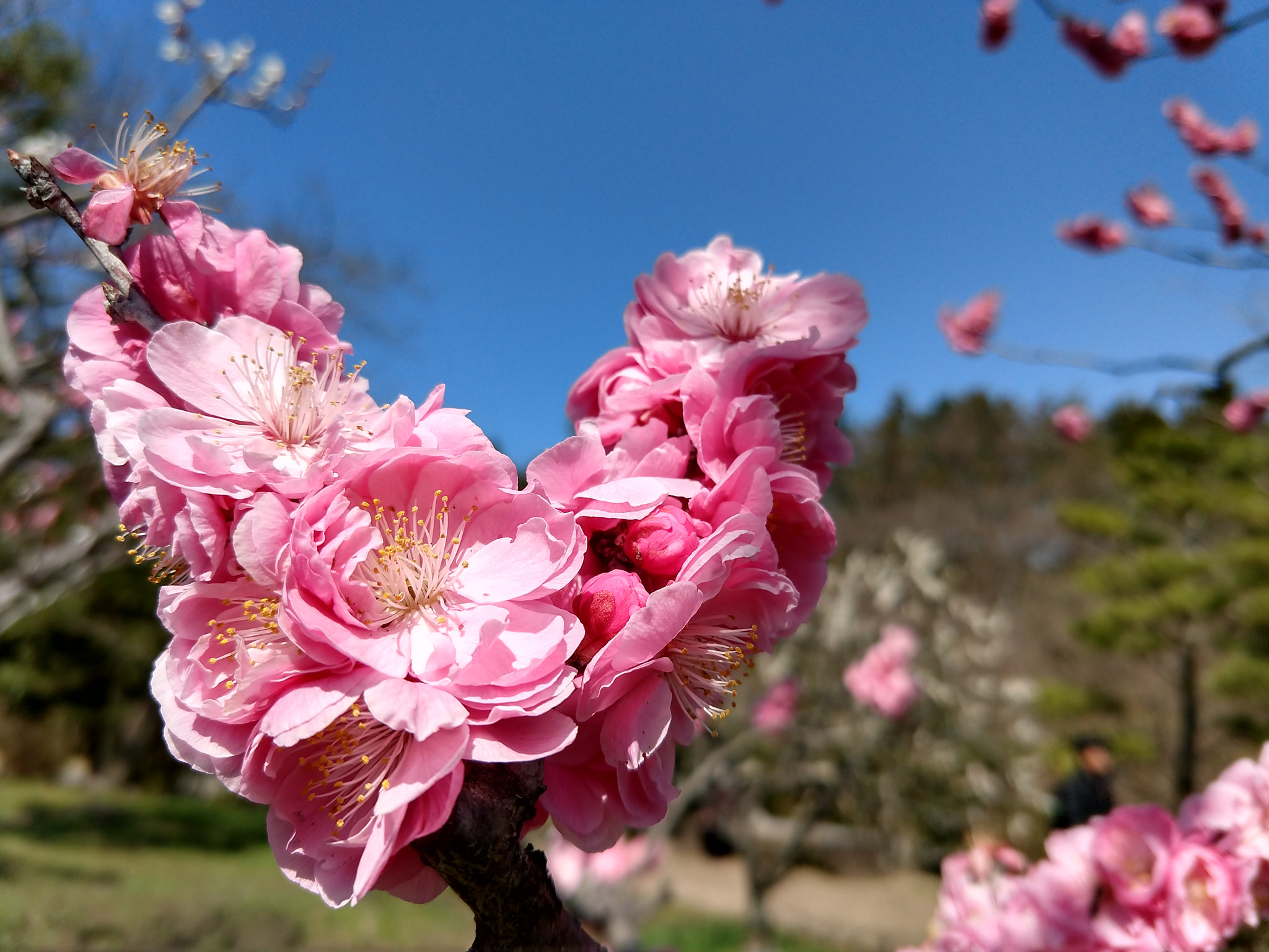Motorola moto x4 sample photo. Ume tree photography