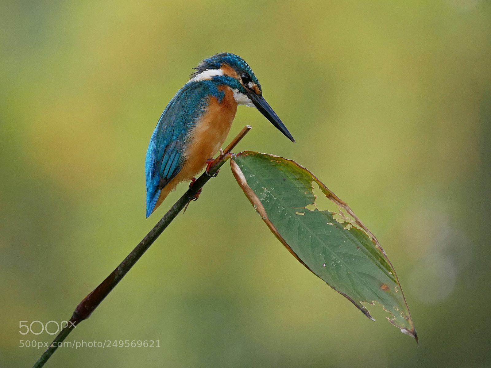 Panasonic Lumix DMC-G85 (Lumix DMC-G80) sample photo. Common kingfisher photography