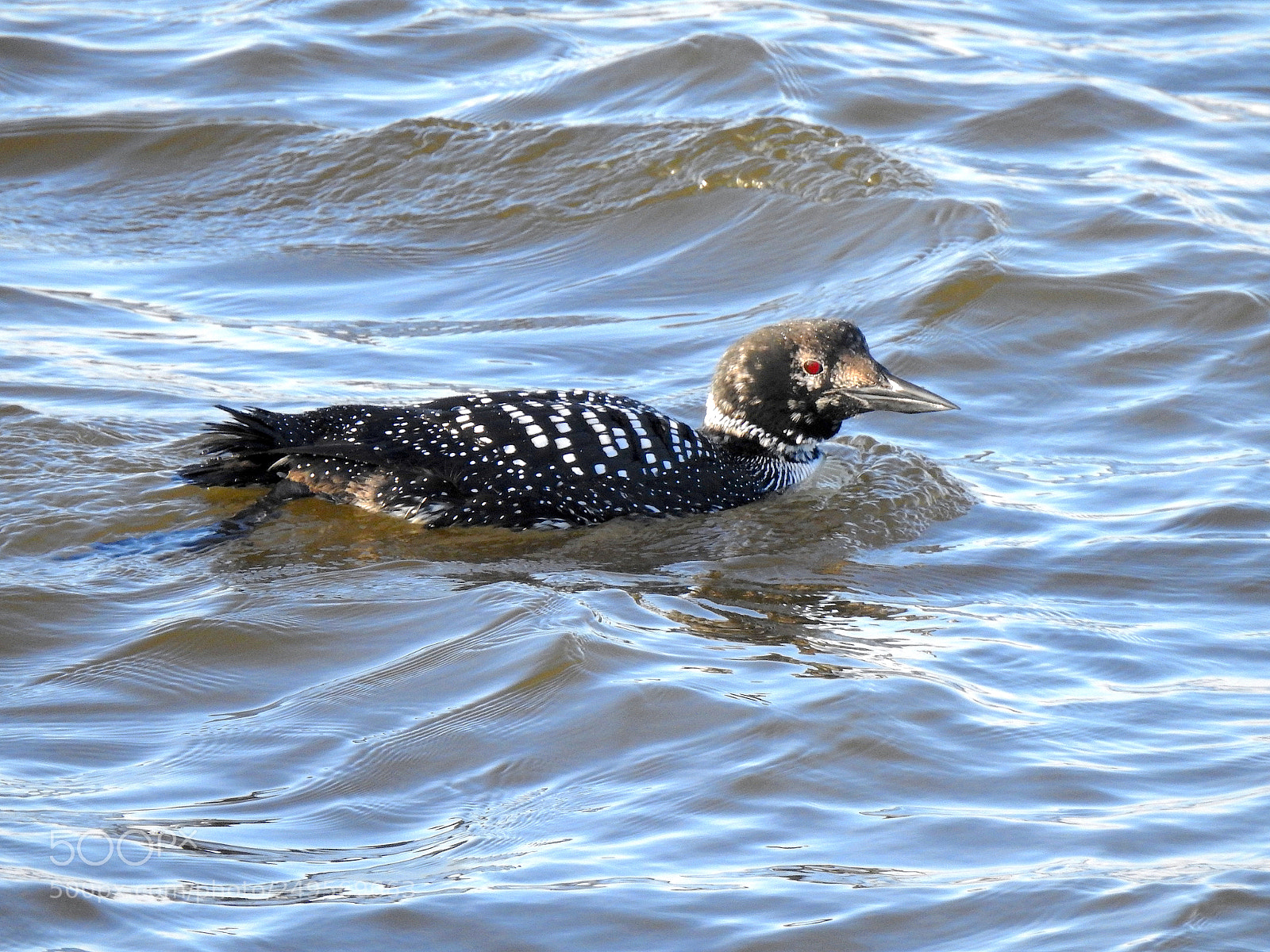 Nikon Coolpix P900 sample photo. Common loon photography