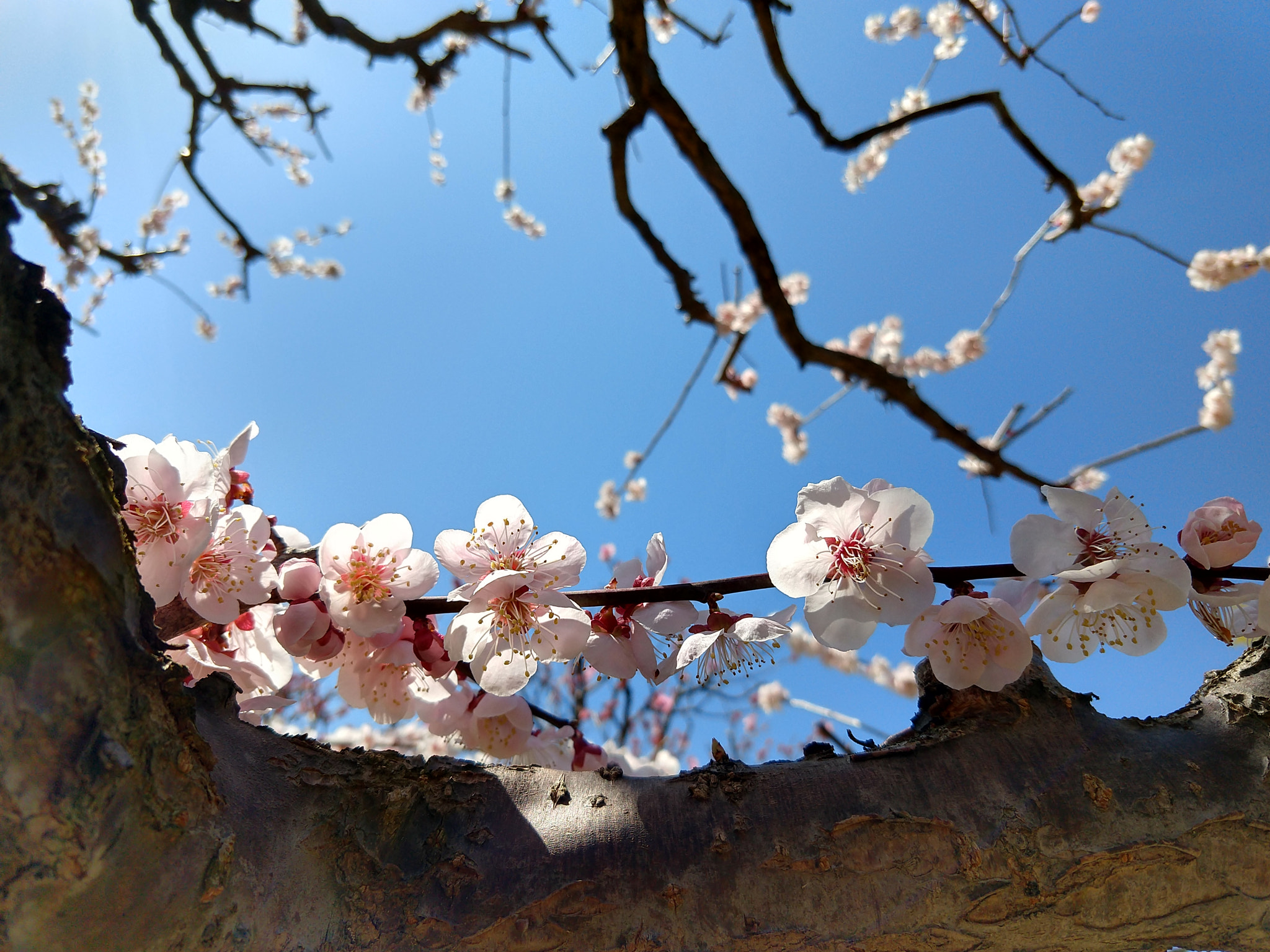Motorola moto x4 sample photo. Ume tree photography