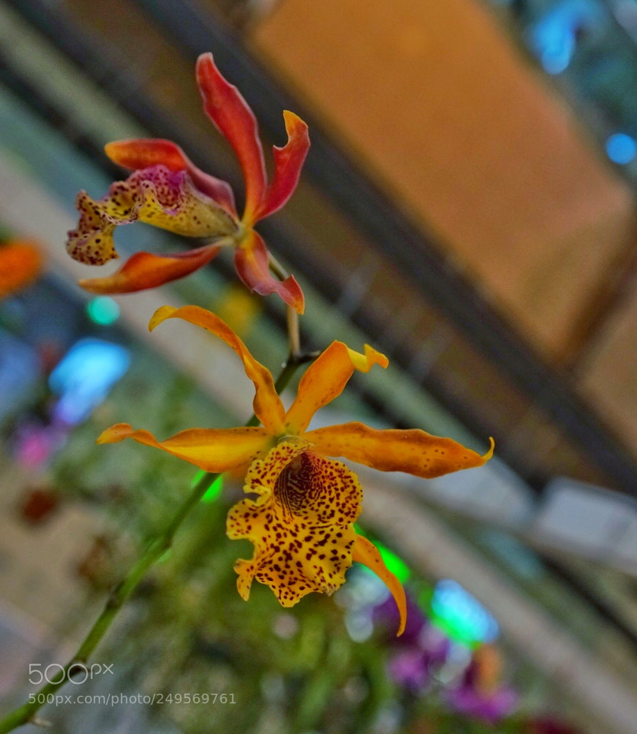 Sony a7R II sample photo. Spider orchid spice photography