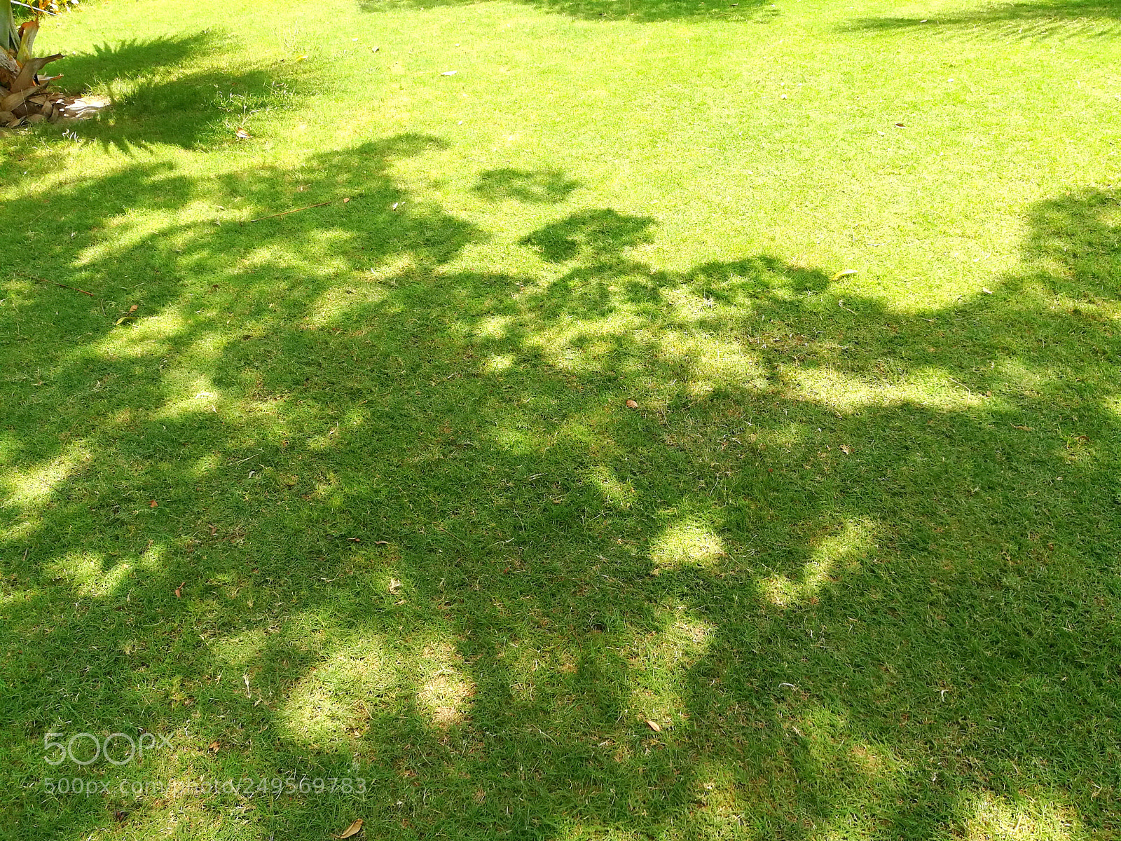 HUAWEI honor 6x sample photo. Shadows on lawn photography