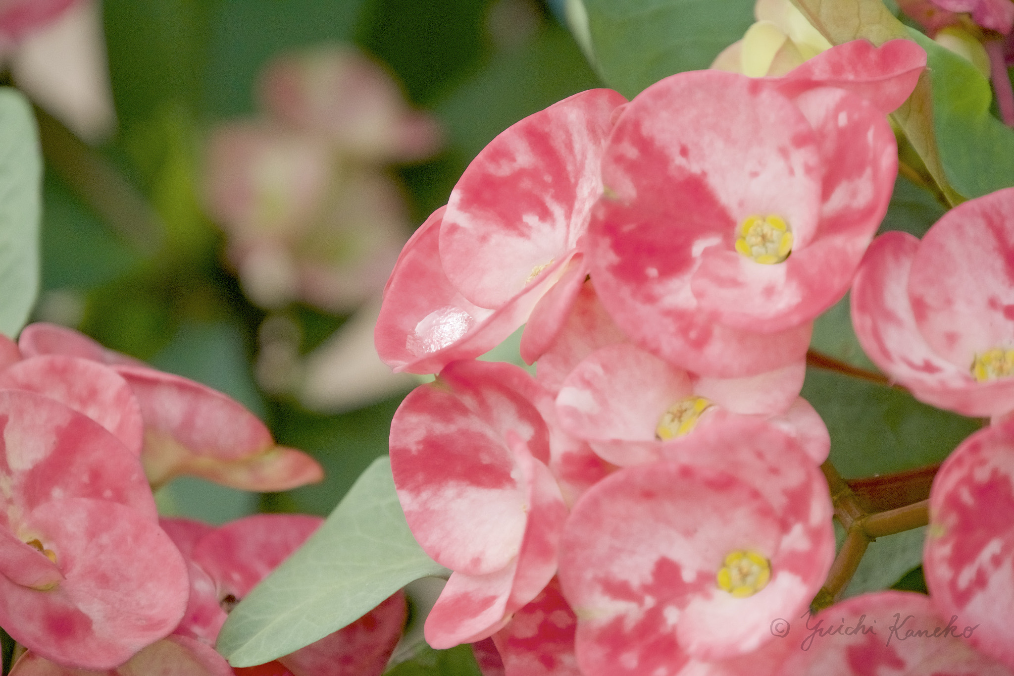 Panasonic Lumix DMC-GX85 (Lumix DMC-GX80 / Lumix DMC-GX7 Mark II) sample photo. I'm not sure what's the name of flower... photography