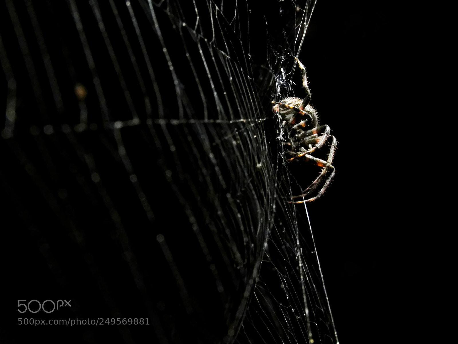 Canon PowerShot SX60 HS sample photo. Araña nocturna photography