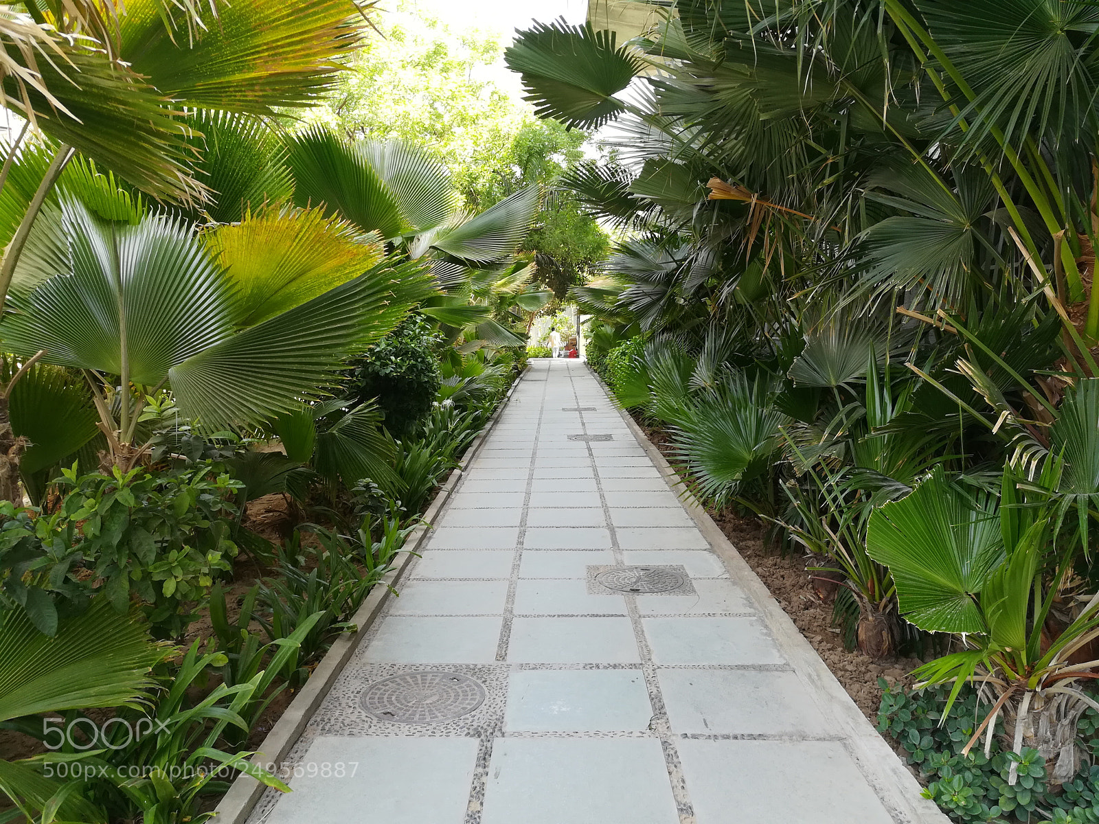 HUAWEI honor 6x sample photo. Green walkways photography