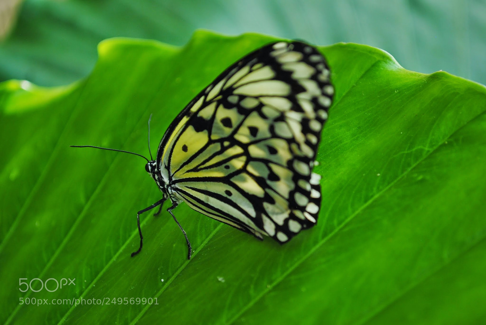 Nikon D3000 sample photo. At callaway gardens butterfly photography