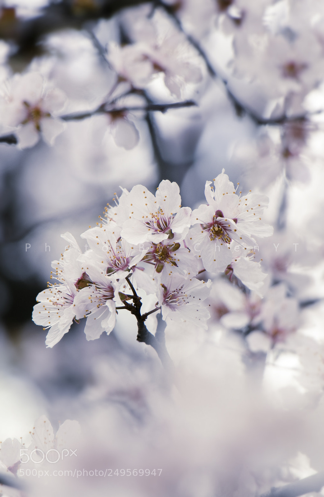 Canon EOS 80D sample photo. 李花 photography