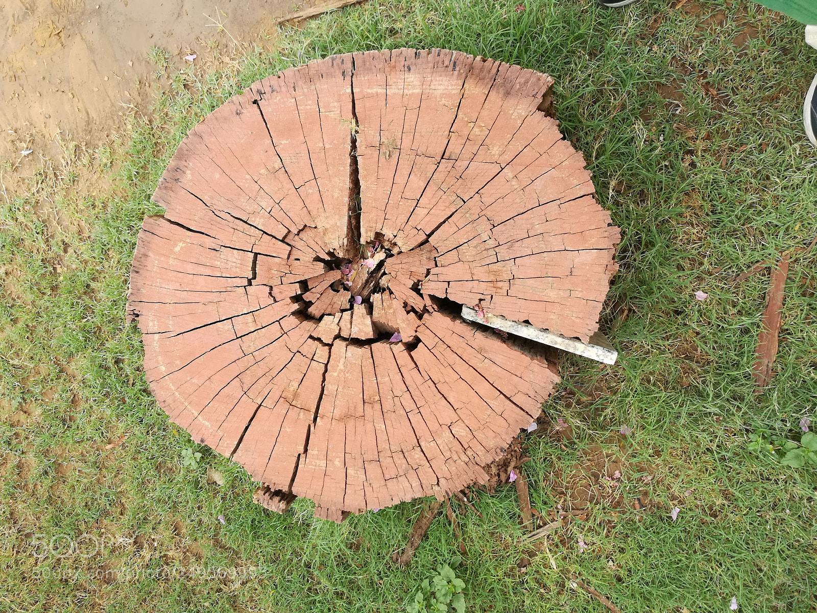 HUAWEI honor 6x sample photo. Wooden bark seat photography