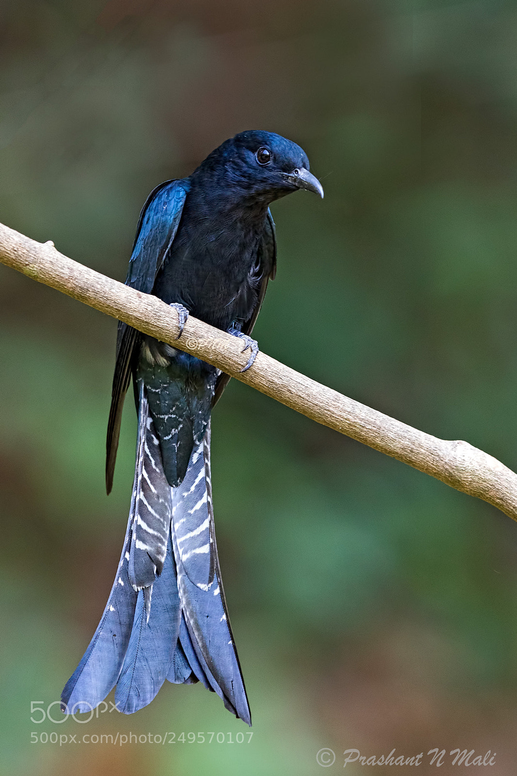 Canon EOS 5D Mark IV sample photo. Fork-tailed drongo-cuckoo photography