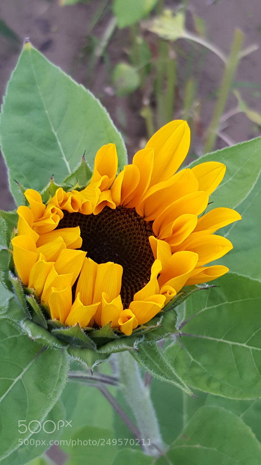 Samsung Galaxy S6 sample photo. Sunflower photography