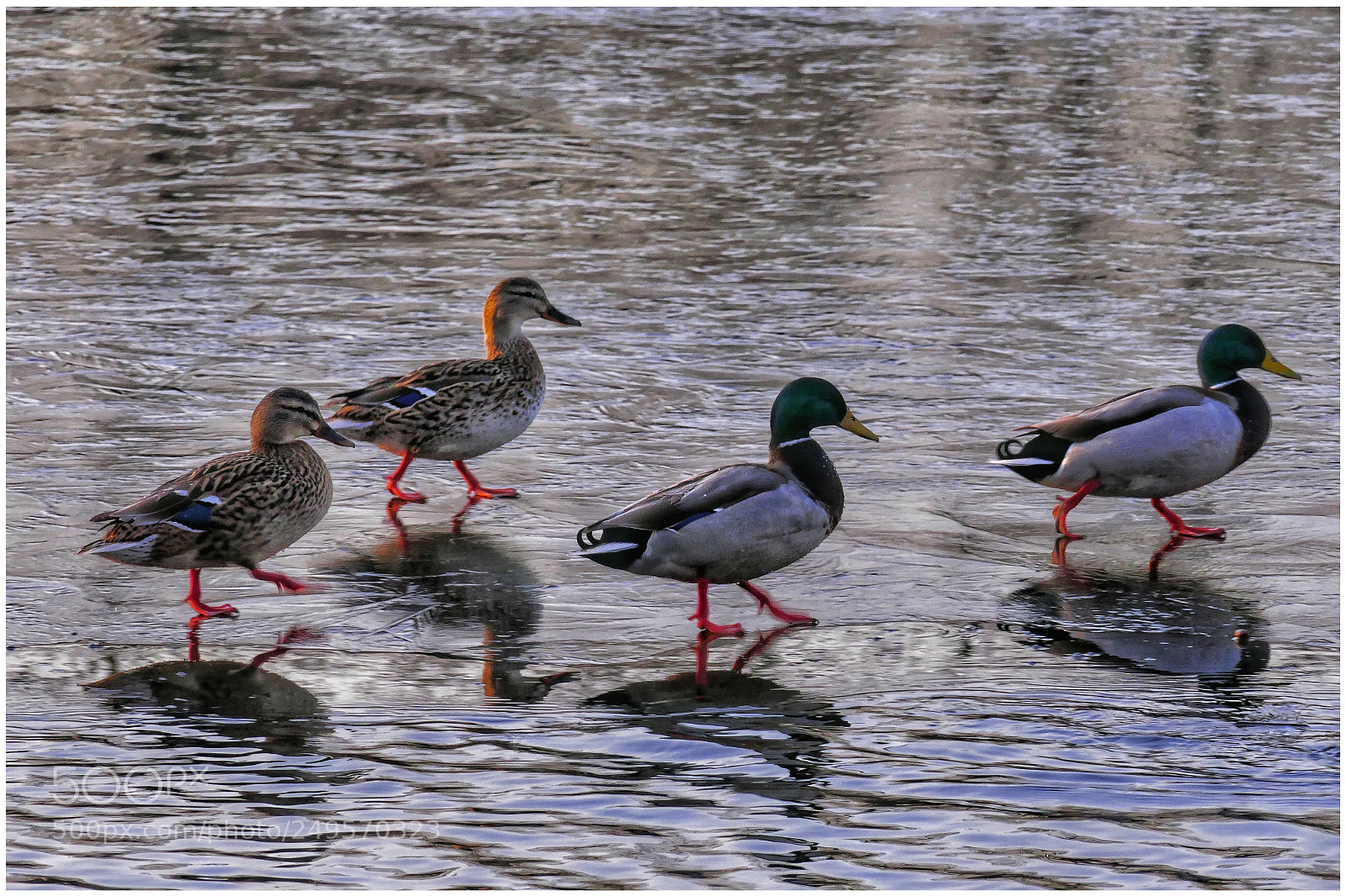 Panasonic Lumix DMC-FZ1000 sample photo. Walking ducks photography