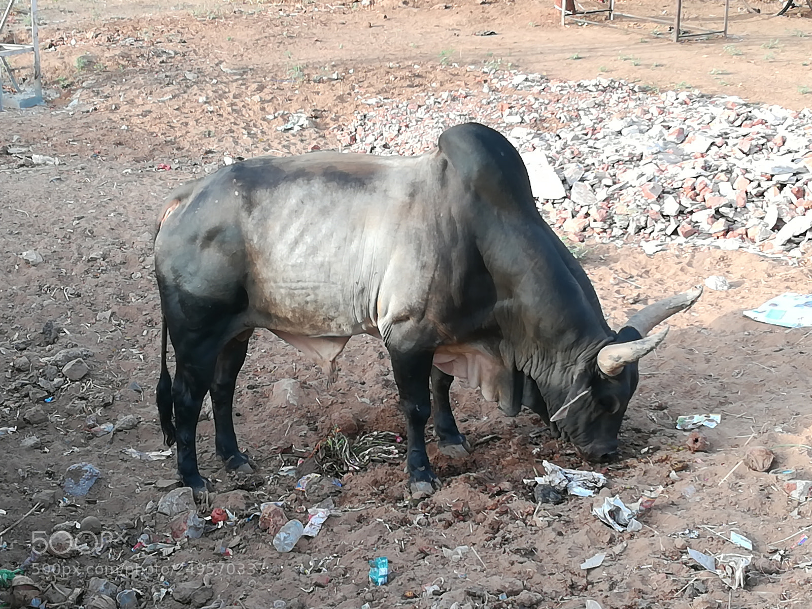 HUAWEI honor 6x sample photo. Indian gir bull photography