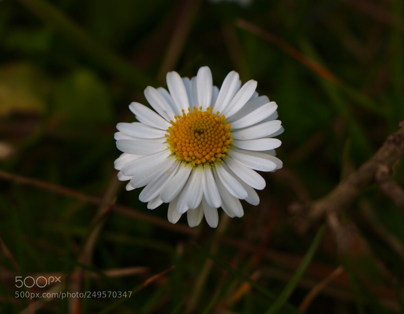 Canon EOS 750D (EOS Rebel T6i / EOS Kiss X8i) sample photo. Untitled photography