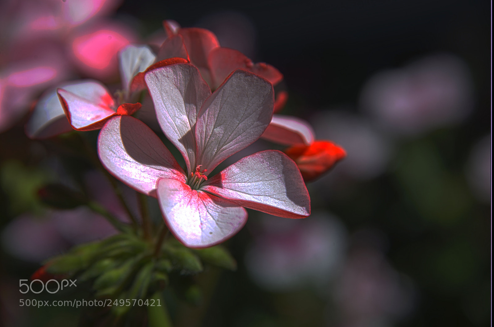 Nikon D610 sample photo. Geranium photography