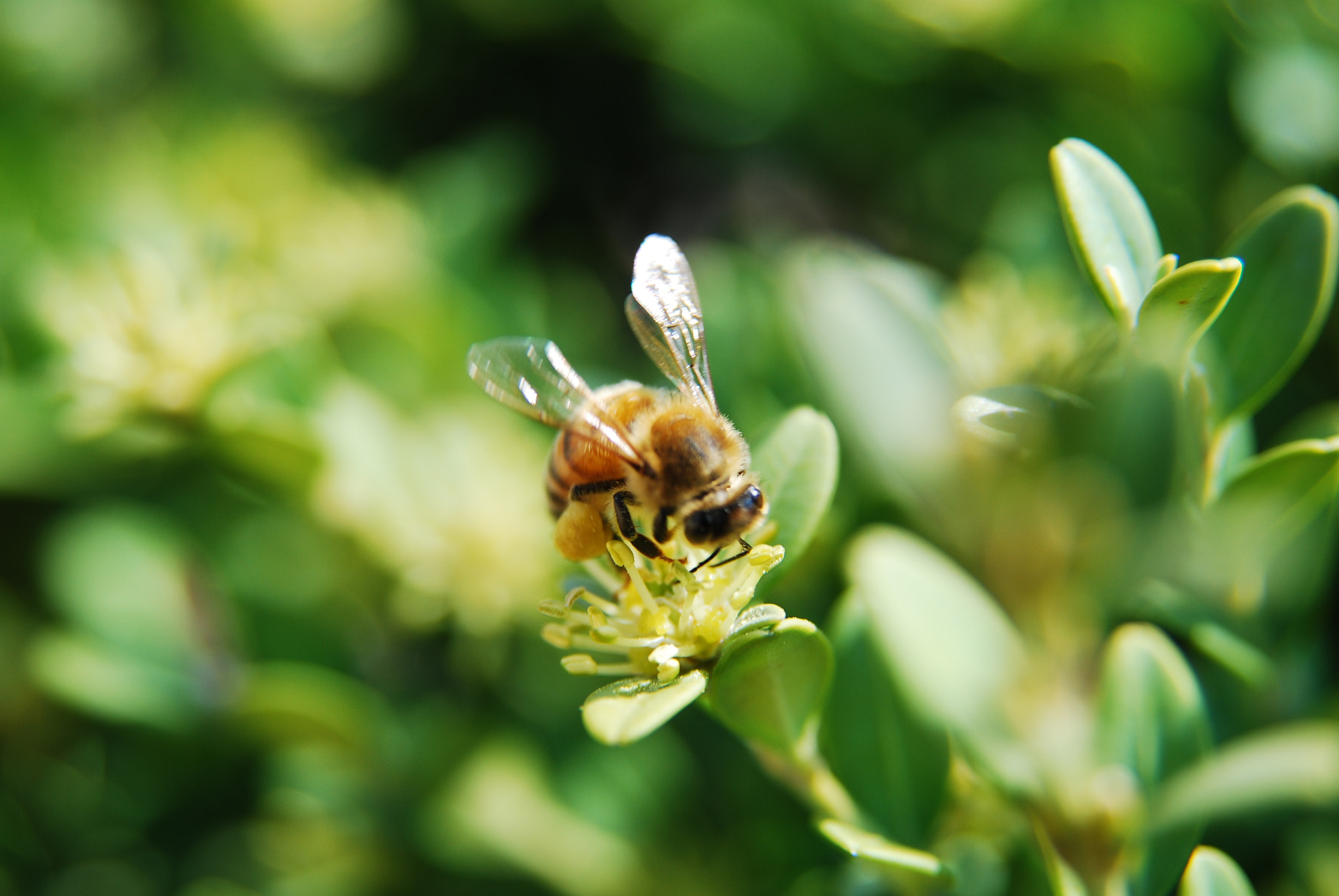 Nikon AF Nikkor 24-85mm F2.8-4D IF sample photo. Busy korean bees photography