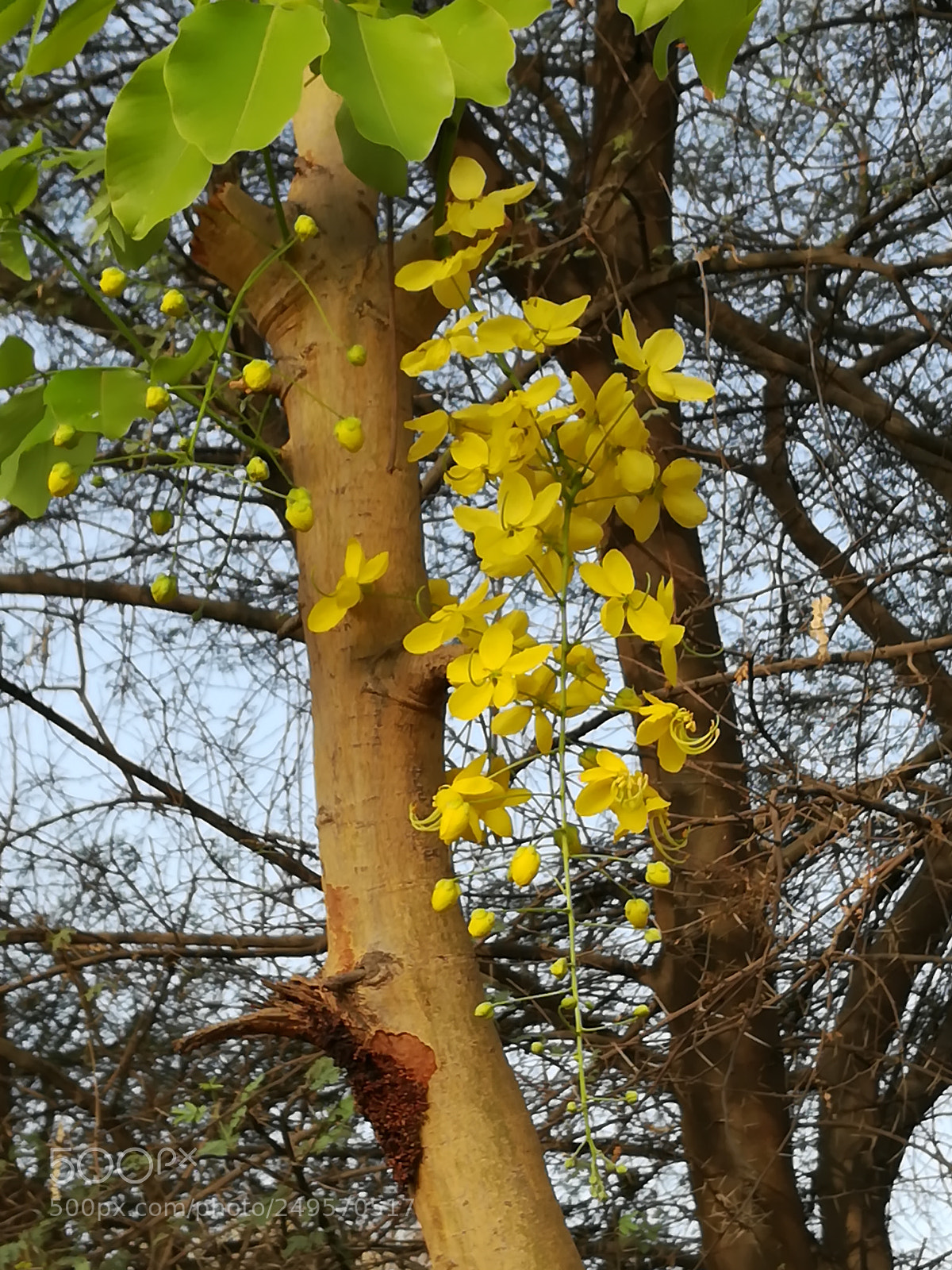 HUAWEI honor 6x sample photo. Flowers of spring photography
